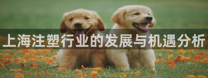 太阳集团是怎样一个公司